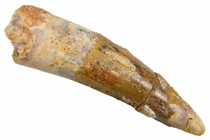 Fossil Spinosaurus Tooth - Real Dinosaur Tooth #326206